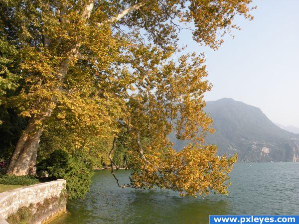 Tree and lake